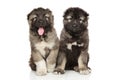 Caucasian shepherd puppies on white