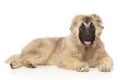 Caucasian Shepherd puppy lying down