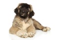 Caucasian shepherd puppy