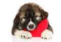 Caucasian shepherd puppy red Valentine heart