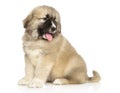 Caucasian shepherd puppy sitting on a white