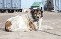 Caucasian Shepherd watchdog. Outdoor shoot Royalty Free Stock Photo