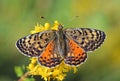 Melitaea interrupta , The Caucasian Spotted Fritillary butterfly , butterflies of Iran