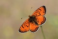 Melitaea interrupta , The Caucasian Spotted Fritillary butterfly , butterflies of Iran