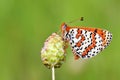 The Caucasian Spotted Fritillary butterfly or Melitaea interrupta