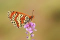Melitaea interrupta , The Caucasian Spotted Fritillary butterfly , butterflies of Iran Royalty Free Stock Photo