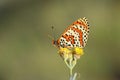Melitaea interrupta , the Caucasian Spotted Fritillary butterfly Royalty Free Stock Photo