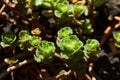 Caucasian Stonecrop Sedum spurium growing in the garden