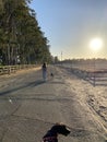 Teenager Walking Dogs on Country Road Royalty Free Stock Photo