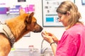 Caucasian veterinary woman rewarding the dog in the routine control with a biscuit Royalty Free Stock Photo