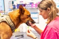 Caucasian veterinary woman rewarding dog in the routine control with a biscuit at Veterinary clinic Royalty Free Stock Photo