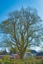 Caucasian wingnut on a clear day in early spring. Royalty Free Stock Photo