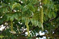 Branches with flowers of Caucasian Wingnut.