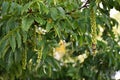 Branches with flowers of Caucasian Wingnut.