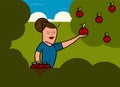 Caucasian woman collects apples from an apple tree in a garden into a basket, vector illustration Royalty Free Stock Photo