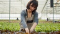 Caucasian woman in greenhouse taking care of lettuce plants removing damaged plants for best crop quality