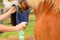 The Caucasian woman is holding the anti-insect repellent for pet in her hand and applying its to the horse coat