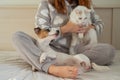 Caucasian woman holding a white fluffy cat and Jack Russell Terrier dog while sitting on the bed. The red-haired girl Royalty Free Stock Photo