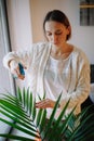 Caucasian woman pouring water from sprinkler on green home plant. Large houseplant howea palm in apartment house interior indoor