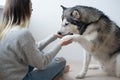 Caucasian woman training alaskan Malamute dog. Give paw.