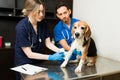 Professional vet putting a bandage on a sick pet dog Royalty Free Stock Photo