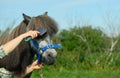 The Caucasian young woman is holding the comb in her hand and combing the long forelock of her grey pony in outdoors