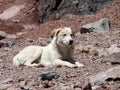 caucassusu mountain shepherd dog in the nature Royalty Free Stock Photo