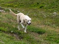caucassusu mountain shepherd dog in the nature Royalty Free Stock Photo