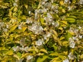 Caucasus mock-orange (philadelphus caucasicus) \'Aureus\' with brilliant golden yellow ovate leaves