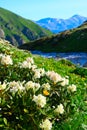 Caucasus mountain