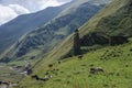 Caucasus mountains, canyon of Argun. Road to Shatili with ancient watchtower and cows, Gorgia, Europe