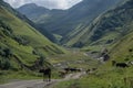 Caucasus mountains, canyon of Argun. Road to Shatili with cows,