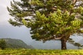 Caucasus, pine, pastshya ground, plateau, mountains , trees, grass Royalty Free Stock Photo