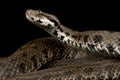 Caucasus Viper Montivipera raddei raddei