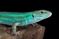 Caucasus emerald lizard Lacerta strigata