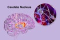 Caudate nuclei highlighted in human brain and closeup view of its neurons