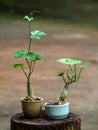 Caudiciform Ivy gourd setting is put in a small pot as a mini bonsai Royalty Free Stock Photo
