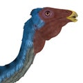 Caudipteryx Dinosaur Head