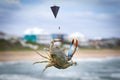 Blue Crab on the Bogue Inlet Pier