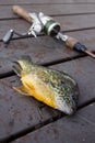 Caught Bluegill (Lepomis macrochirus) on a Dock Royalty Free Stock Photo