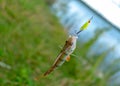 Caught a bright striped bass fish hanging on a green fishing lure spinner. Royalty Free Stock Photo