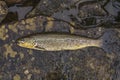 Caught brown trout fish on river stone Royalty Free Stock Photo