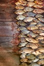 Caught carp fish on wood. Catching freshwater fish on wood background. A lot of bream fish, crucian or roach on natural Royalty Free Stock Photo