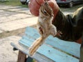 Caught chipmunk. Wild animals. Royalty Free Stock Photo