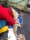 male of eastern king prawn, Penaeus plebejus