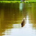 Caught crucian carp fish close-up on fishing rod on a reservoir, summer day. Concepts Business, luck, fortune, fate