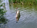 Caught a crucian carp fishing spring