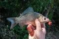 caught crucian in the hand