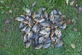 Caught crucians on green grass. Successful fishing. A lot of crucian carp Carassius carassius. Freshly caught river fish. Caught