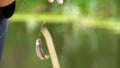 Caught fish dangles on a hook suspended on a fishing line. Fishing. Slow Motion